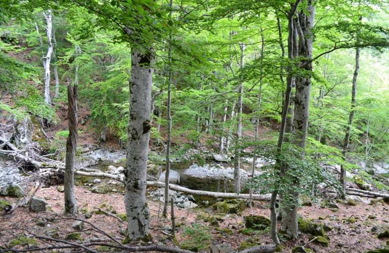 Wandern auf dem Vizzavona-Pass, Zentralkorsika