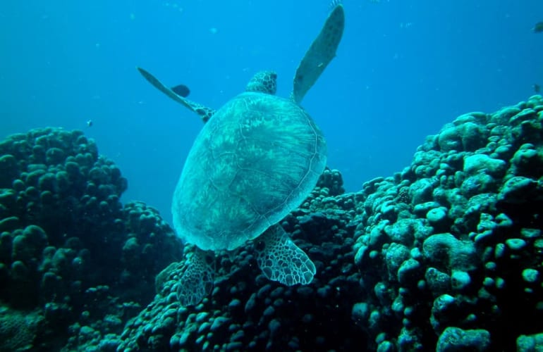 Entdecken Sie das Tauchen in Tamarin Bay auf Mauritius