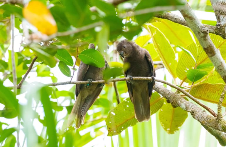 Guided Tour of Praslin and La Digue from Mahé, Seychelles