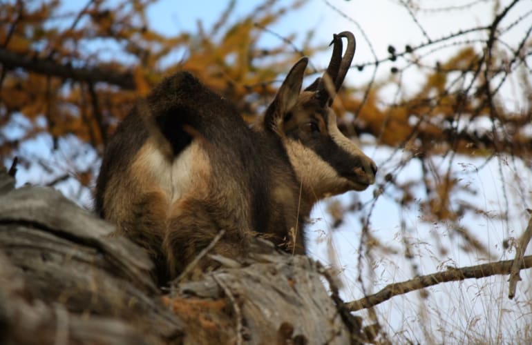 Mercantour wildlife hike from Allos