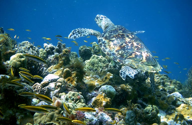 Scuba diving discovery at Saint-François, Guadeloupe