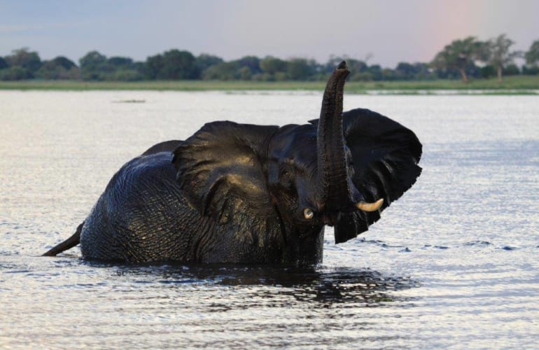 Chobe safari trips in Victoria Falls