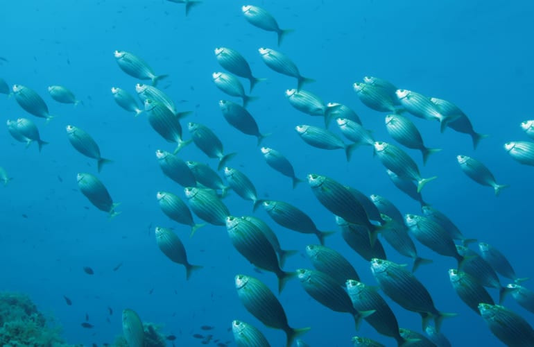 First Scuba Dive in Ajaccio