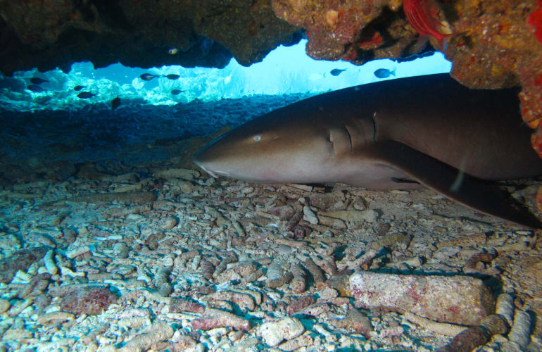 Scuba diving discovery at Saint-François, Guadeloupe