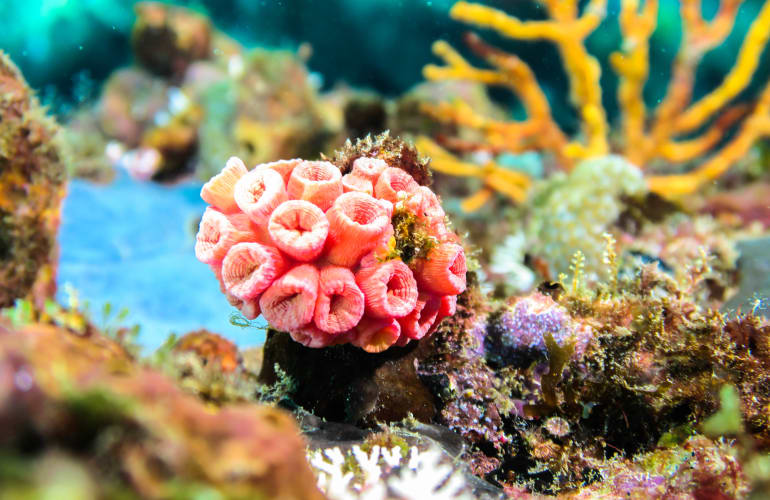 Zwei Tank-Tauchgänge in Saint-François, Guadeloupe