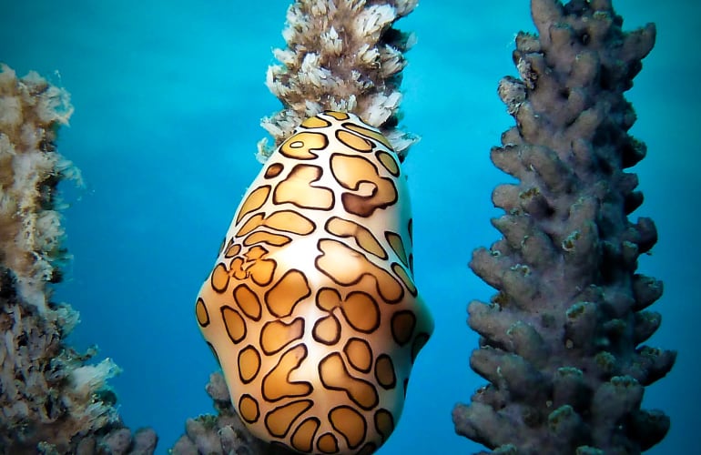 Inmersiones con dos tanques en Saint-François, Guadalupe