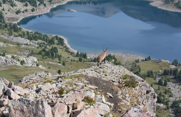 Mercantour wildlife hike from Allos