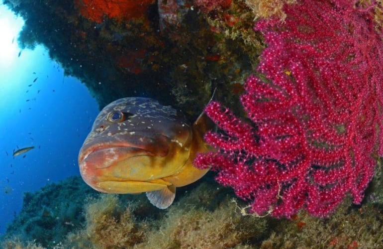 Snorkeling trip in Calvi, Corsica