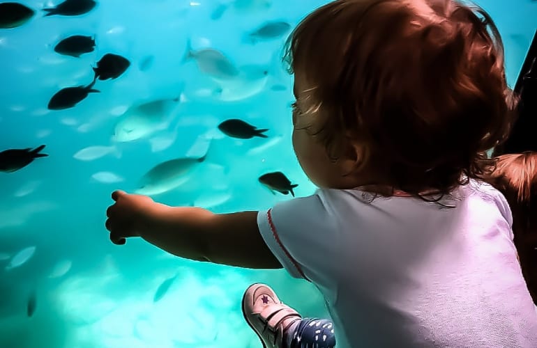 Excursion sous-marine à Bandol en trimaran d’observation semi-submersible