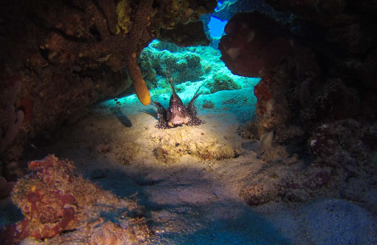 Bi-plongées exploration à Saint-François, Guadeloupe