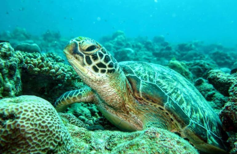 Entdecken Sie das Tauchen in Tamarin Bay auf Mauritius