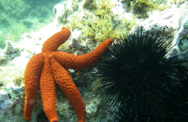 Excursión submarina en Bandol en un trimarán semisumergible de observación