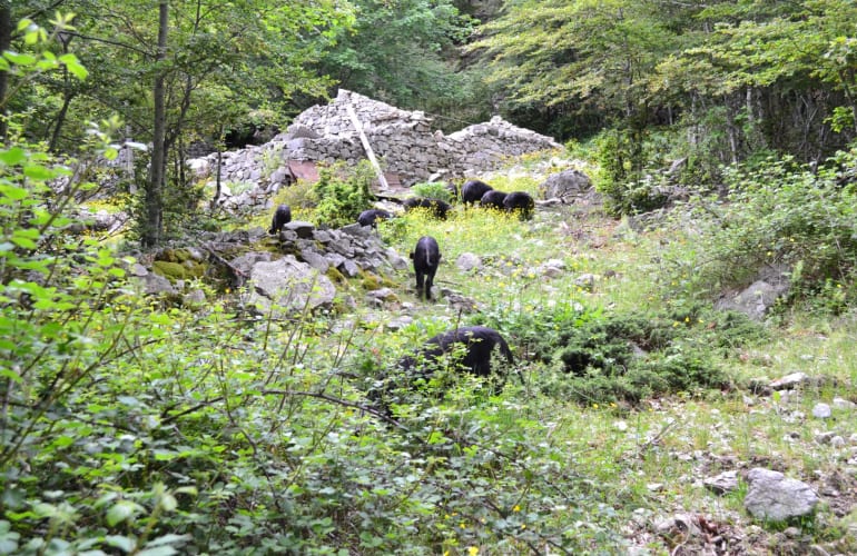 Wandern auf dem Vizzavona-Pass, Zentralkorsika