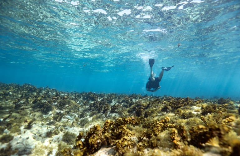 Découverte de la plongée à Saint-François, Guadeloupe