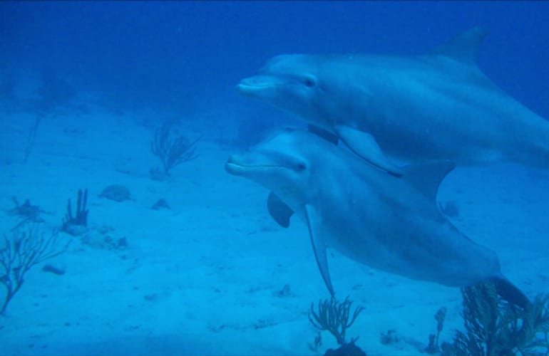 Two tank dives in Saint-François, Guadeloupe