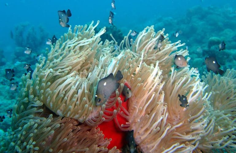 Discover scuba diving in Tamarin Bay in Mauritius