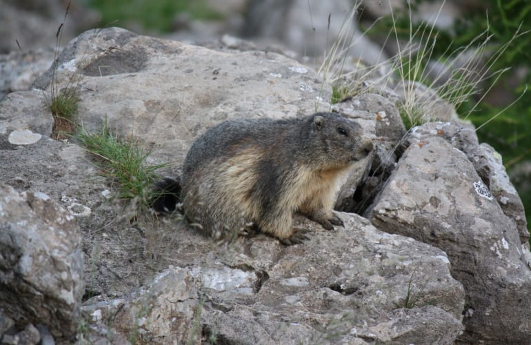 Randonnée faune sauvage du Mercantour au départ d’Allos