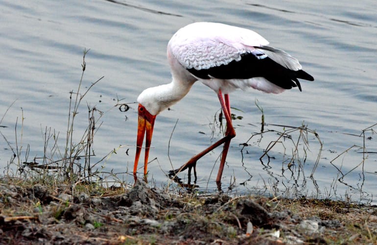 Chobe National Park safari excursion (Victoria Falls)