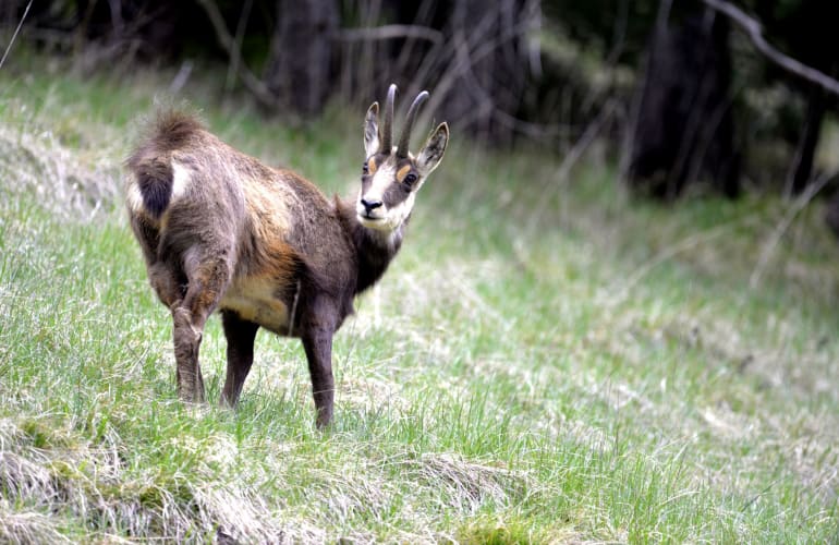 Randonnée guidée dans le Parc naturel régional du Vercors, près de Grenoble