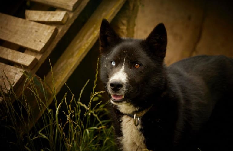 Hiking with Sled Dogs at Cisternes-la-Forêt, near Clermont-Ferrand