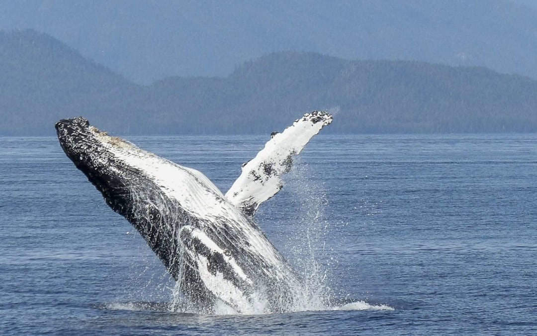 Observation des baleines à l'Île Maurice depuis Grande Rivière Noire