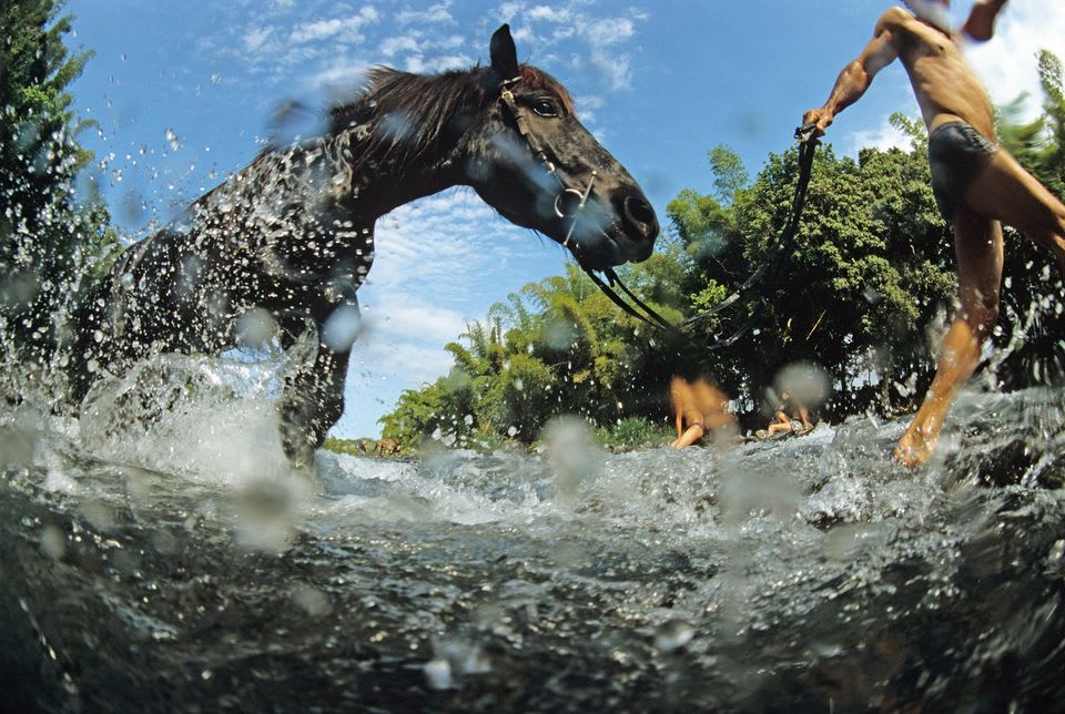 Randonnée à cheval au Bassin Bœuf, avec nage avec les chevaux