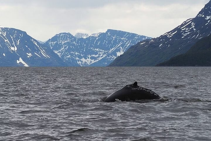 Avistamiento de ballenas en barco de 18 m en el Kvænangsfjorden desde Alta