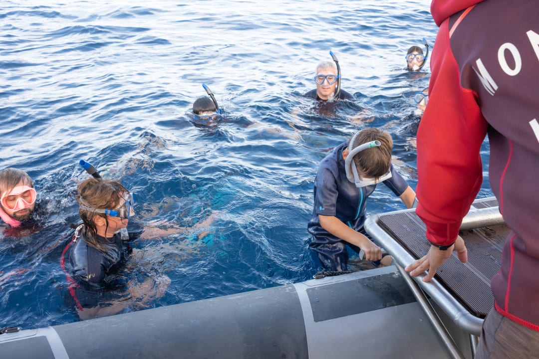 Snorkeling et nage avec les dauphins et baleines (Saint‑Gilles)