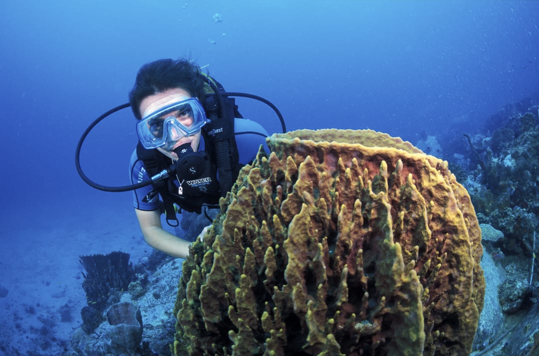 Baptême ou exploration plongée sous-marine tous niveaux