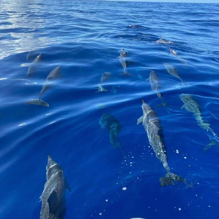 Observation des dauphins et baleines à Saint‑Gilles‑les‑Bains