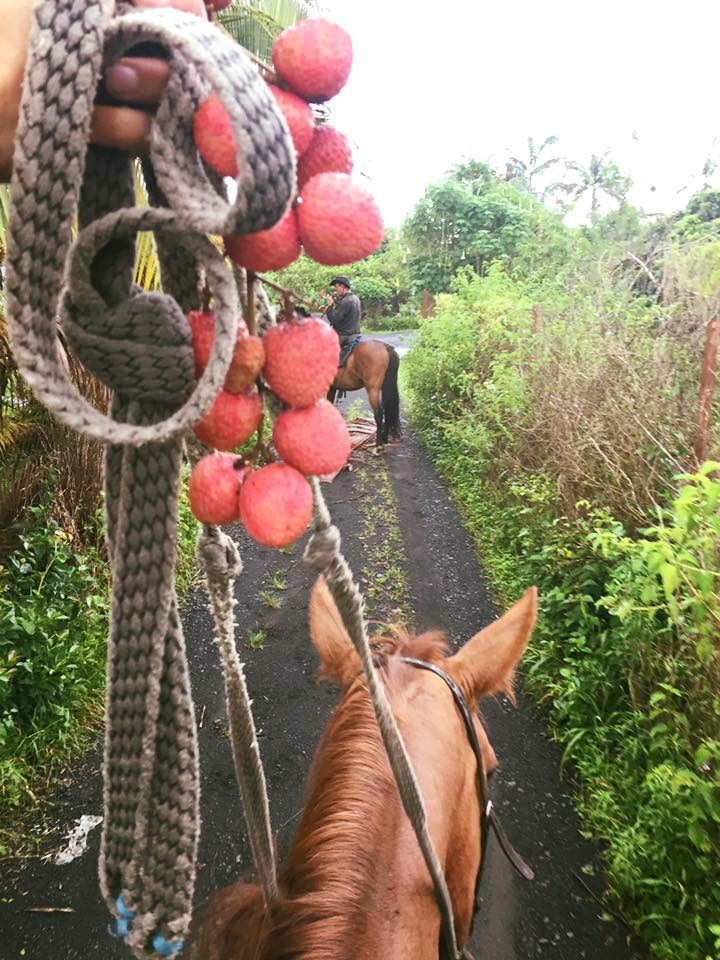 Randonnée à cheval au Bassin Bœuf, avec nage avec les chevaux - Image 3
