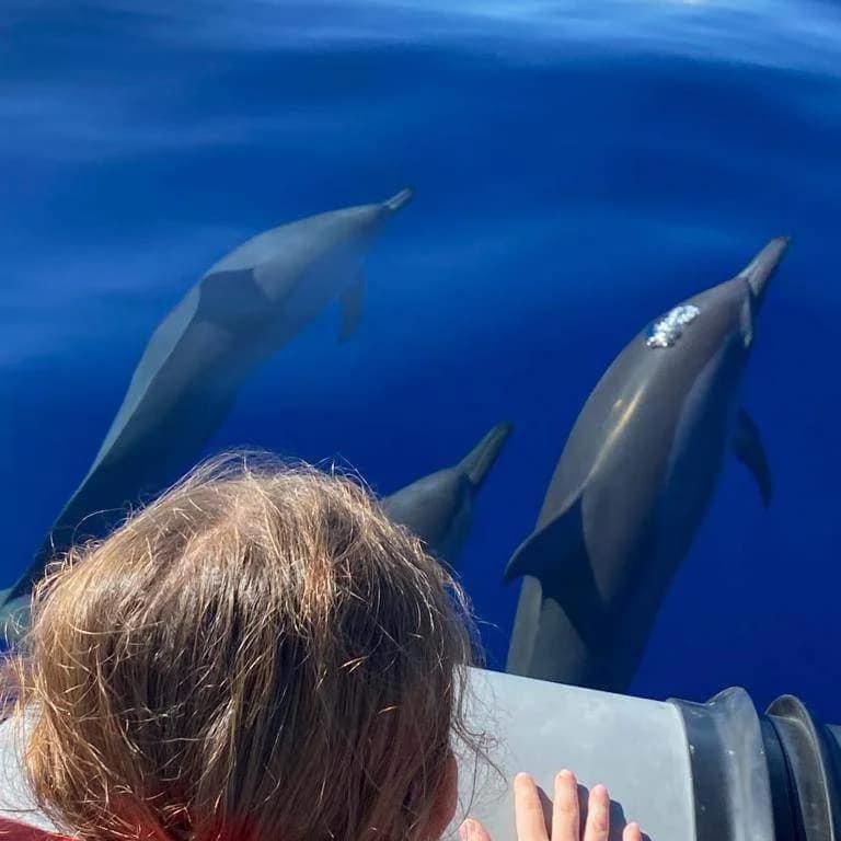 Observation des dauphins et baleines à Saint‑Gilles‑les‑Bains - Image 3