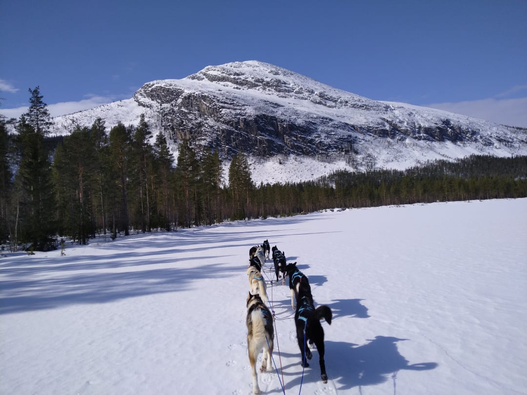 Dog sledding tours in Tylldalen near Røros in Norway