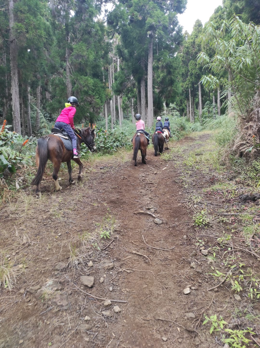 Balade à poney pour enfants sur le Piton Maïdo, avec goûter inclus - Image 2