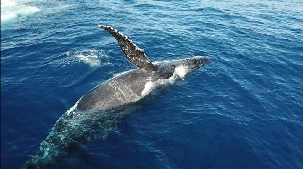 Observation des dauphins et baleines à Saint‑Gilles‑les‑Bains - Image 2