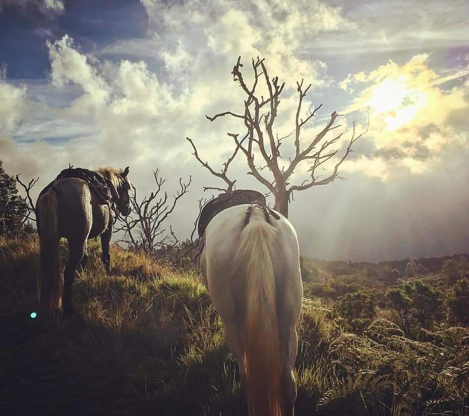 Randonnée à cheval sportive Piton Maïdo - Image 2