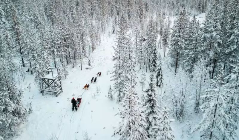 Dog sledding in Rovaniemi