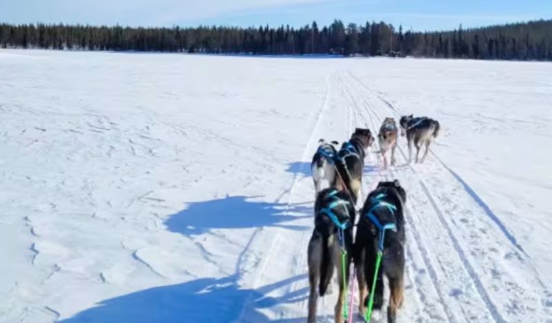 Dog sledding in Inari