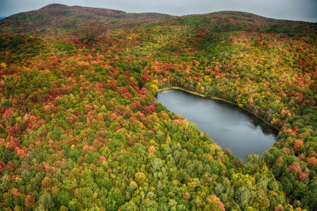 Forêt avec différentes couleurs