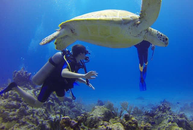 Turtle and scuba divers