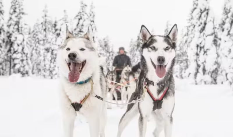 Dog sledding in Rovaniemi