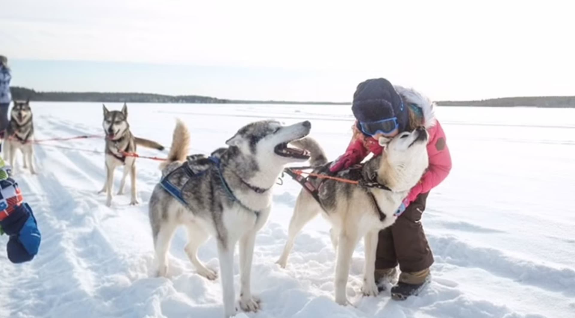 Paseo en trineo de perros en la granja familiar de huskies cerca de Rovaniemi Laponia finlandesa
