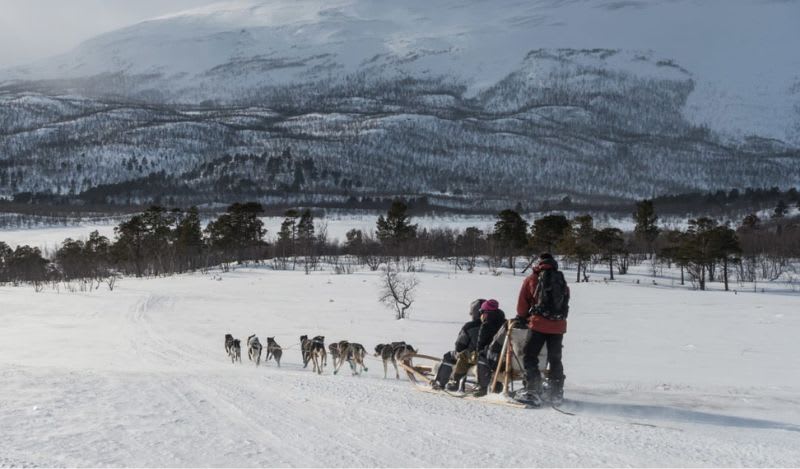Hundeschlittenfahrten in Abisko