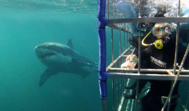 sharkdiving in mossel bay