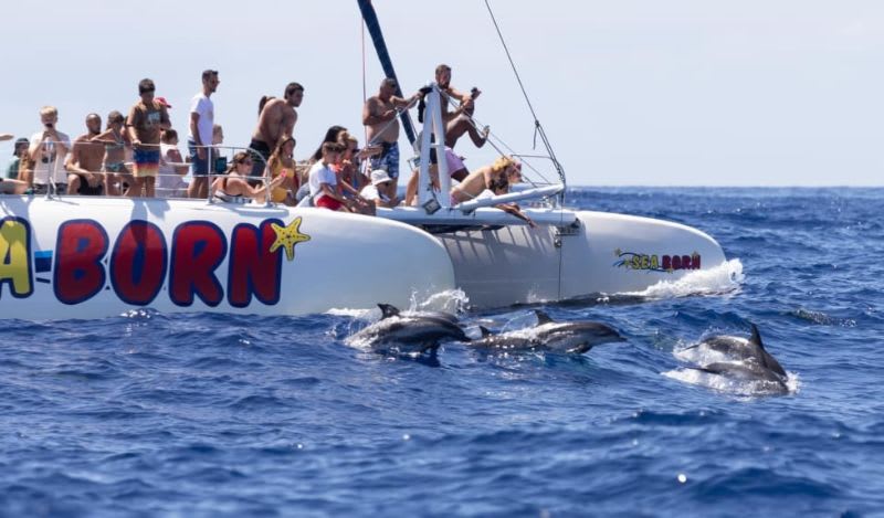 Whale and Dolphin-Watching Catamaran Tour from Funchal, in Madeira