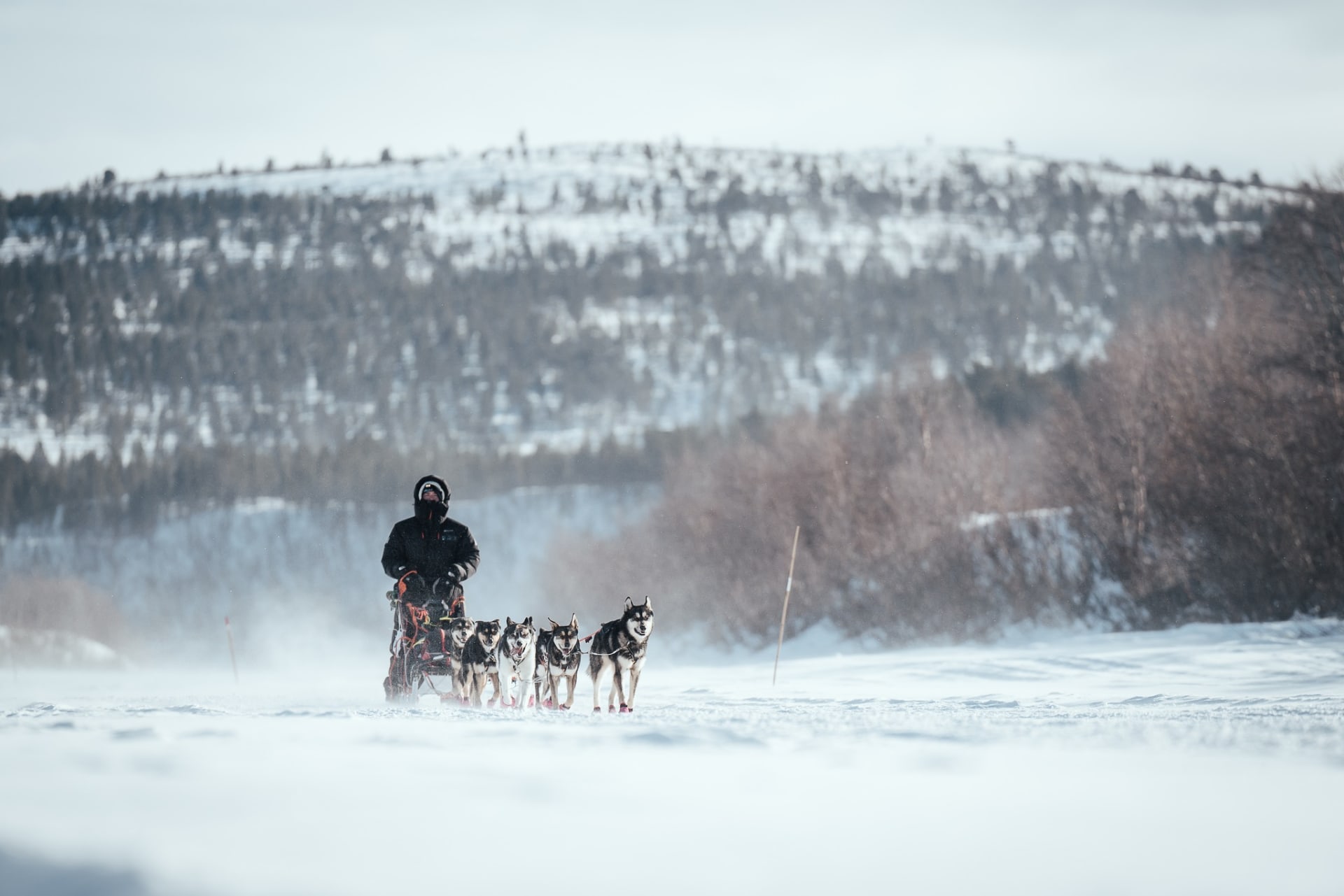 Excursion chiens de traîneau à Malangen avec Run Wild Mushing