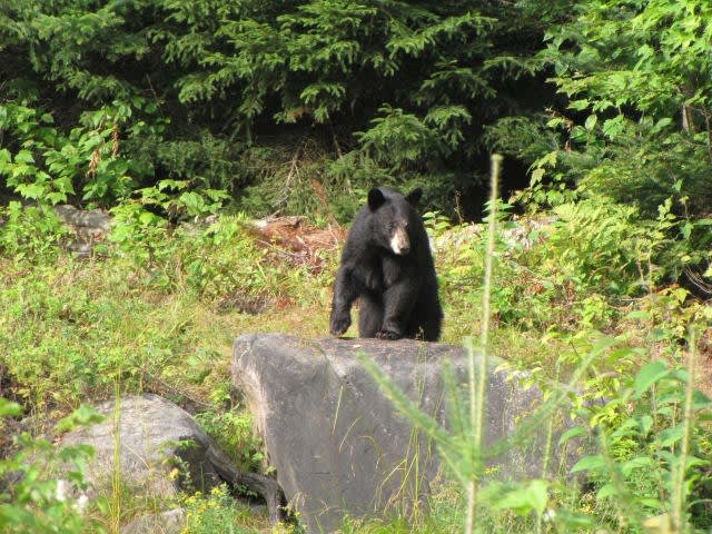 Black bear in forest