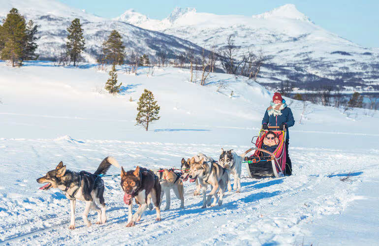 Hundeschlittenfahrt in Tromsø