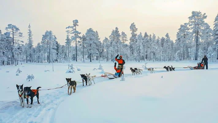 Dog Sledding in Rovaniemi