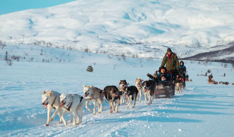 Hundeschlittenfahrten in Tromsö, Norwegen